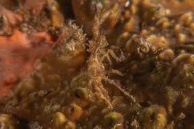 Filipinler Denizi 'ndeki mercan resifi ve su bitkileri