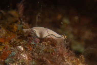 Filipinler Denizi 'nde deniz sümüklüböceği