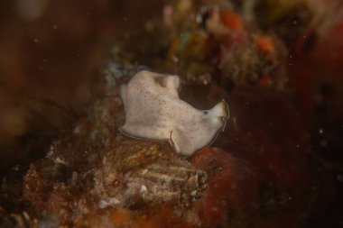 Filipinler Denizi 'nde deniz sümüklüböceği