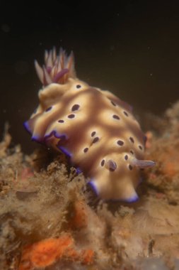 Filipinler Denizi 'nde deniz sümüklüböceği