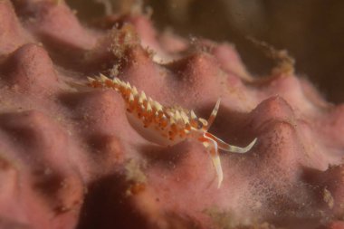 Filipinler Denizi 'nde deniz sümüklüböceği