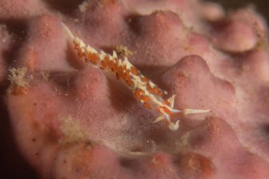 Filipinler Denizi 'nde deniz sümüklüböceği