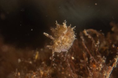 Filipinler Denizi 'nde deniz sümüklüböceği