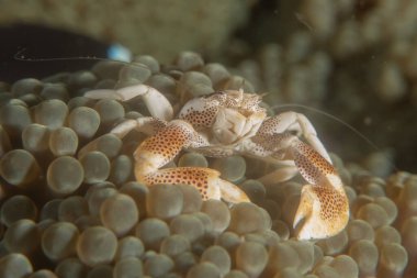 Filipinler Denizi 'nde uzun bacaklı örümcek yengeci