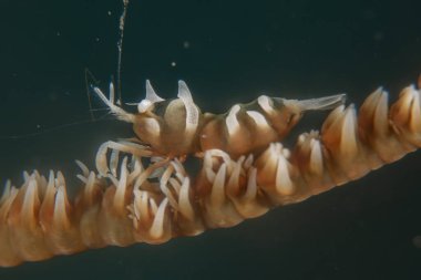 Filipinler Denizi 'nde deniz sümüklüböceği