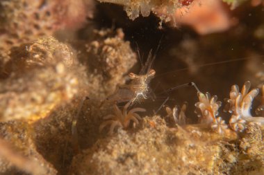 Filipinler Denizi 'nde uzun bacaklı örümcek yengeci