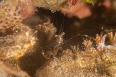 Filipinler Denizi 'nde uzun bacaklı örümcek yengeci