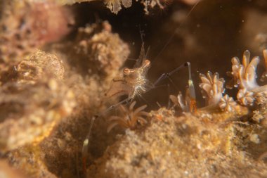 Filipinler Denizi 'nde uzun bacaklı örümcek yengeci