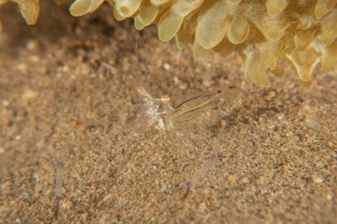 Filipinler Denizi 'nde deniz sümüklüböceği