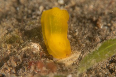 Filipinler Denizi 'nde deniz sümüklüböceği