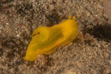 Filipinler Denizi 'nde deniz sümüklüböceği