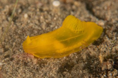 Filipinler Denizi 'nde deniz sümüklüböceği