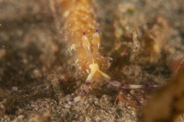 Filipinler Denizi 'nde deniz sümüklüböceği