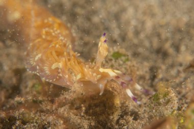 Filipinler Denizi 'nde deniz sümüklüböceği