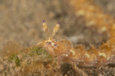 Filipinler Denizi 'nde deniz sümüklüböceği