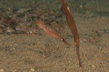 Hayalet balıklar Filipinler Denizi 'nde yüzerler.
