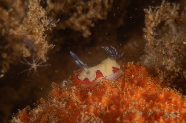 Filipinler Denizi 'nde deniz sümüklüböceği