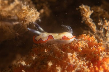 Filipinler Denizi 'nde deniz sümüklüböceği