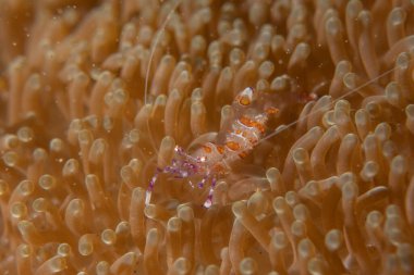 Filipinler Denizi 'ndeki mercan resifi ve su bitkileri