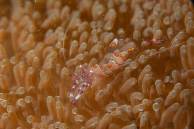 Filipinler Denizi 'ndeki mercan resifi ve su bitkileri