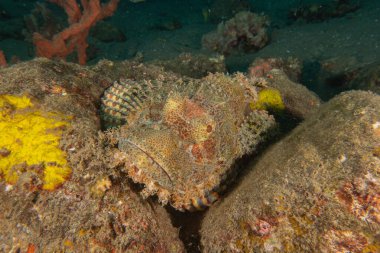 Filipinler Denizi 'nde balıklar yüzer.