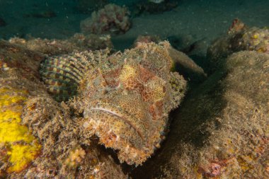 Filipinler Denizi 'nde balıklar yüzer.