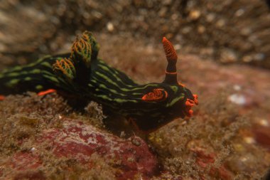 Filipinler Denizi 'nde deniz sümüklüböceği