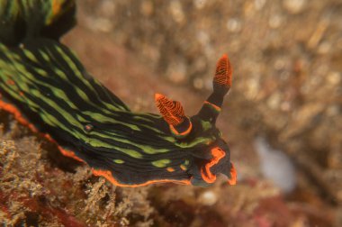 Filipinler Denizi 'nde deniz sümüklüböceği