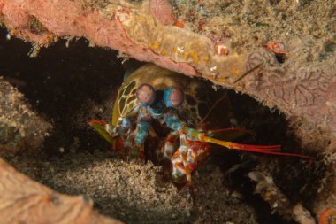 Filipinler Denizi 'nde Mantis kerevitleri