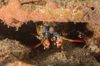 Filipinler Denizi 'nde Mantis kerevitleri