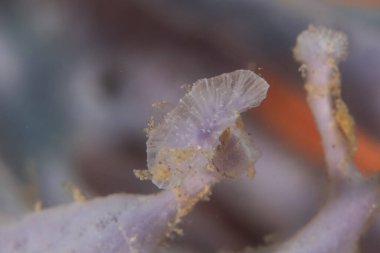 Filipinler Denizi 'ndeki mercan resifi ve su bitkileri