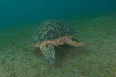 Filipinler Denizi 'nde Şahin gagalı deniz kaplumbağası