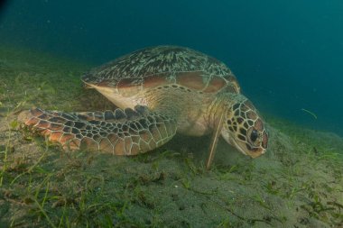 Hawksbill sea turtle in the Sea of the Philippines clipart