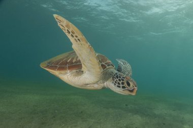 Filipinler Denizi 'nde Şahin gagalı deniz kaplumbağası