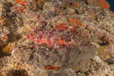 Filipinler Denizi 'nde balıklar yüzer.