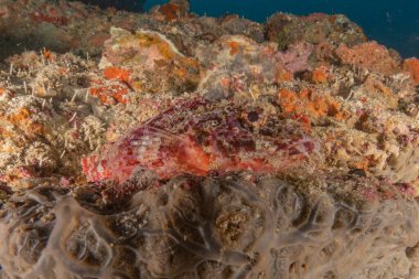 Filipinler Denizi 'nde balıklar yüzer.