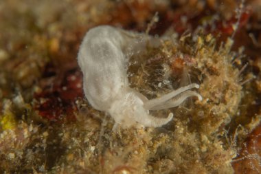 Filipinler Denizi 'nde deniz sümüklüböceği