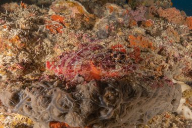 Filipinler Denizi 'nde balıklar yüzer.