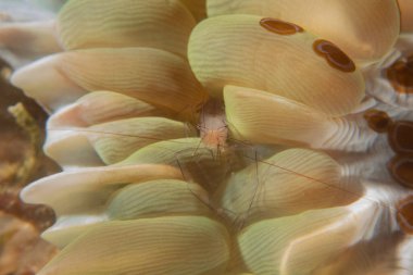 Filipinler Denizi 'ndeki mercan resifi ve su bitkileri