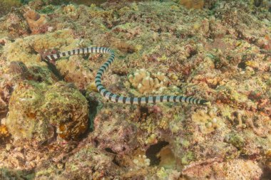 Bantlı Deniz Krait Laticauda Colubrina Filipinler Denizi 'nde