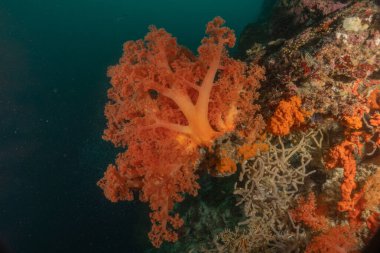 Filipinler Denizi 'ndeki mercan resifi ve su bitkileri