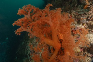 Filipinler Denizi 'ndeki mercan resifi ve su bitkileri