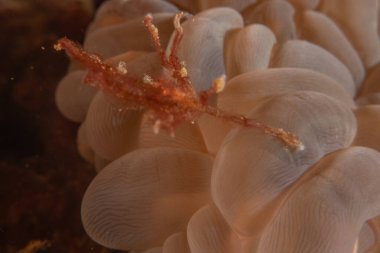 long-legged spider crab in the Sea of the Philippines clipart