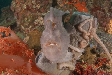 Filipinler Denizi 'nde balıklar yüzer.