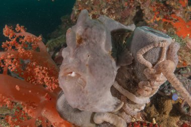 Filipinler Denizi 'nde balıklar yüzer.