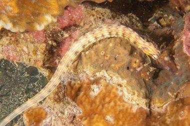 Corythoichthys Ocellatus Ocellatus Filipinler Denizi 'ndeki boru balığı