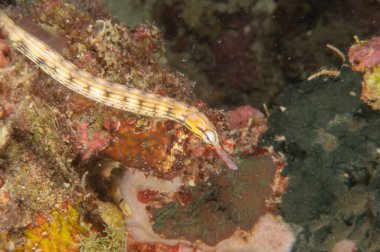 Corythoichthys Ocellatus Ocellatus Filipinler Denizi 'ndeki boru balığı