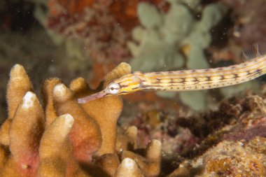 Corythoichthys Ocellatus Ocellatus Filipinler Denizi 'ndeki boru balığı