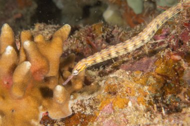 Corythoichthys Ocellatus Ocellatus Filipinler Denizi 'ndeki boru balığı