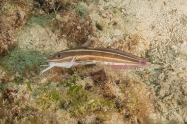 Filipinler Denizi 'nde balıklar yüzer.